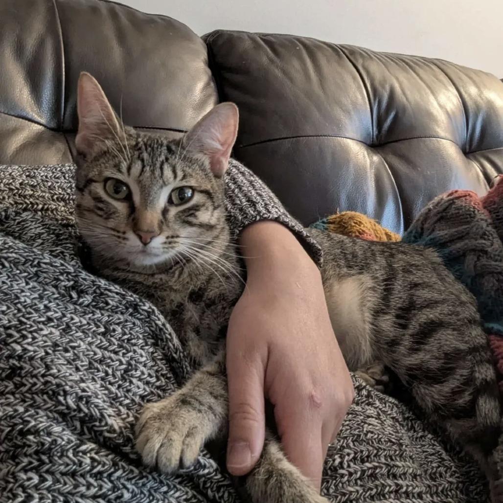 Enlarge Anna, a Adoptable Domestic Short Hair in Calgary, AB image 6/6