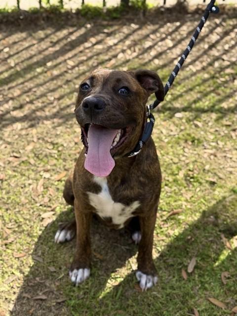 NICHOLAS, Adoptable, Young Male Boxer.