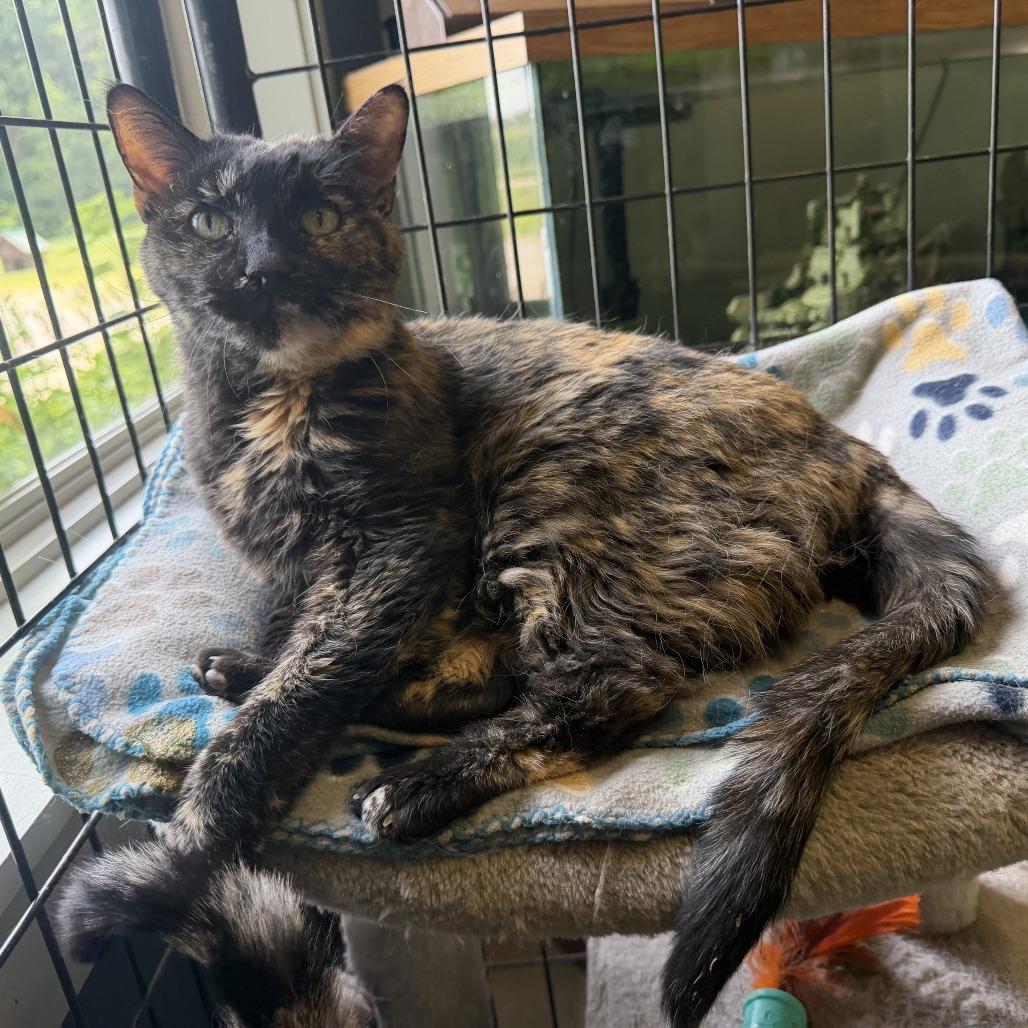 Enlarge Betty, a Adoptable Domestic Short Hair in Richmond, IN image 1/4