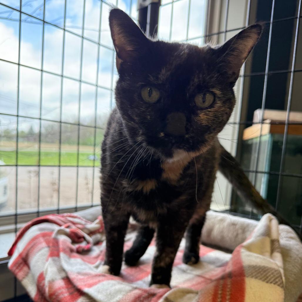 Enlarge Betty, a Adoptable Domestic Short Hair in Richmond, IN image 2/4