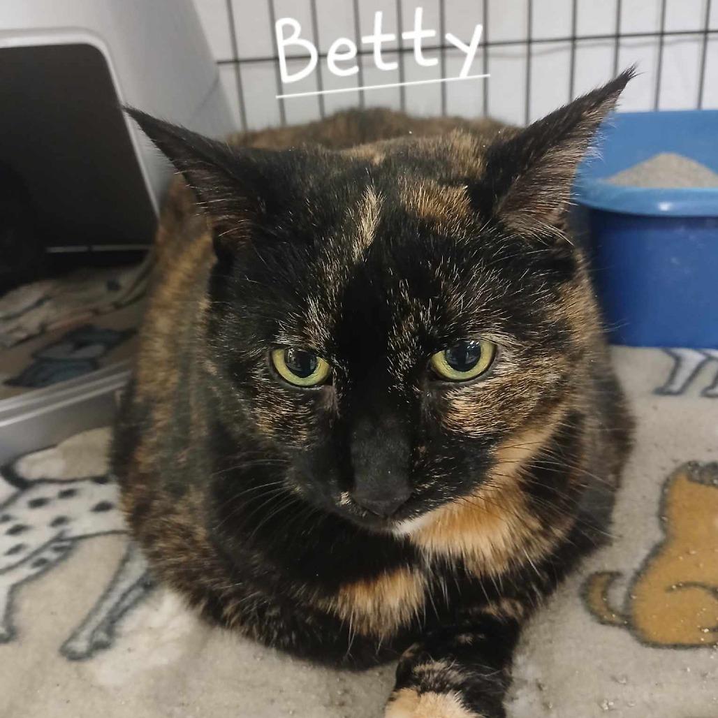Betty, Adoptable, Senior Female Domestic Short Hair.