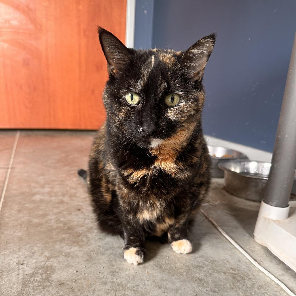 Enlarge Betty, a Adoptable Domestic Short Hair in Richmond, IN image 4/4