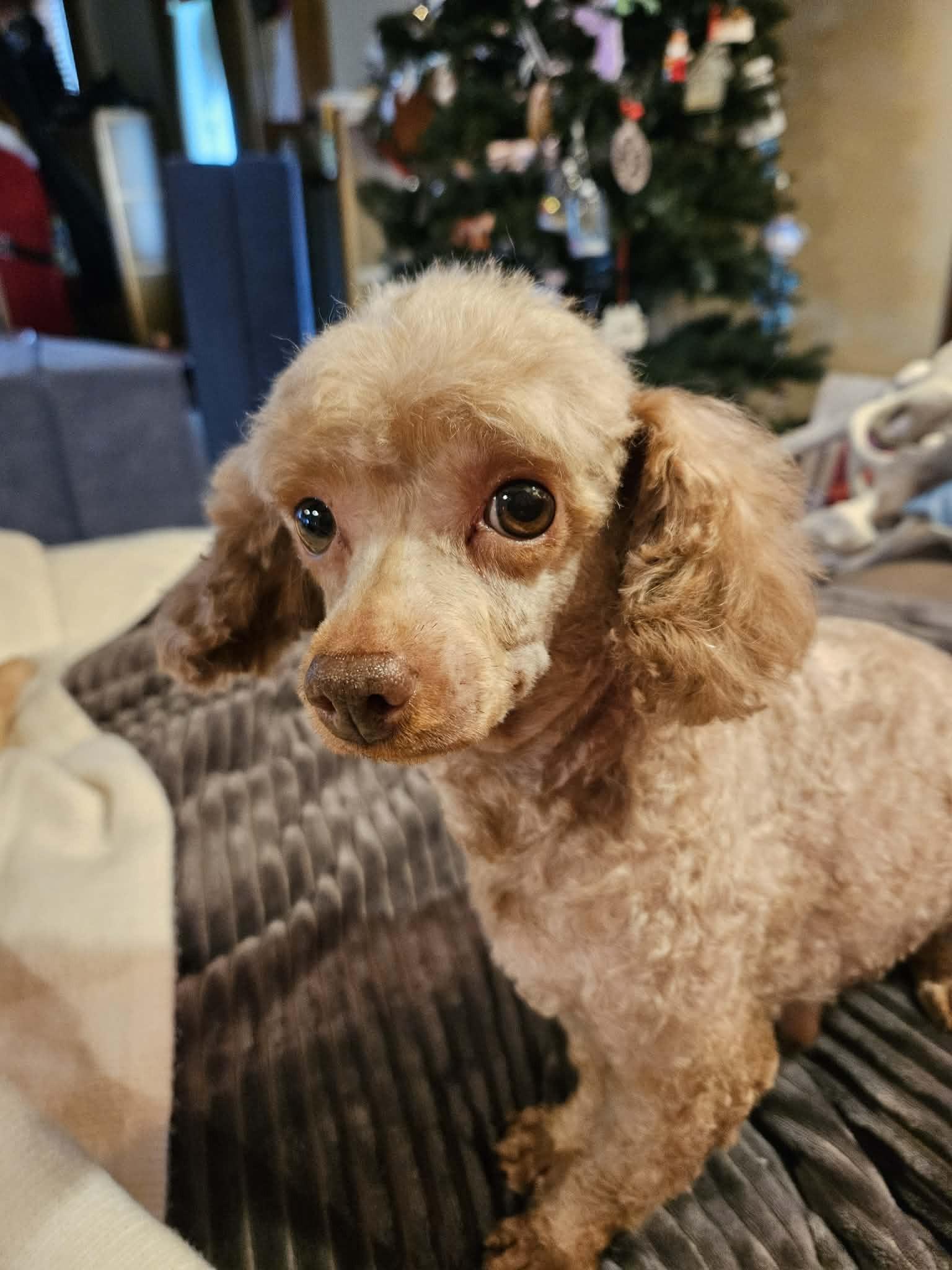 Trapper, ADOPTABLE, Adult Male Miniature Poodle.