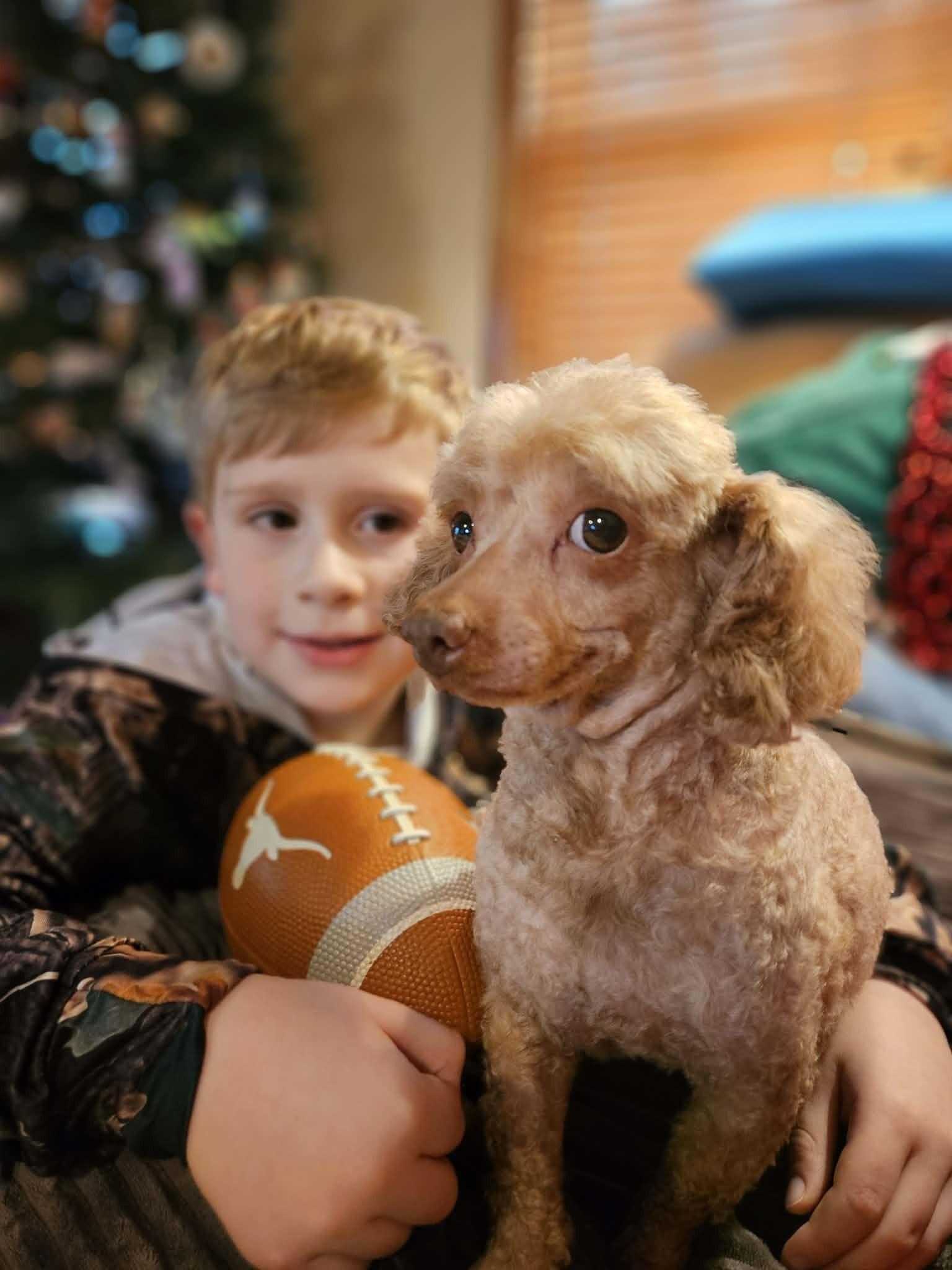 Enlarge Trapper, a ADOPTABLE Miniature Poodle in Kansas City, MO image 2/5