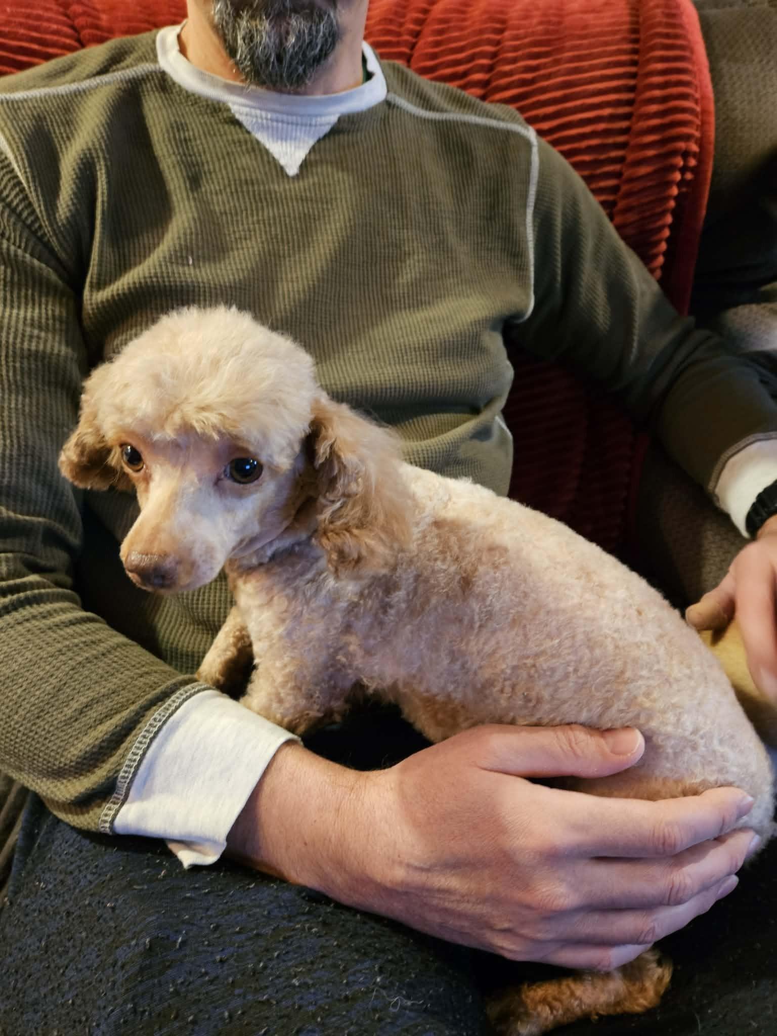 Enlarge Trapper, a ADOPTABLE Miniature Poodle in Kansas City, MO image 5/5