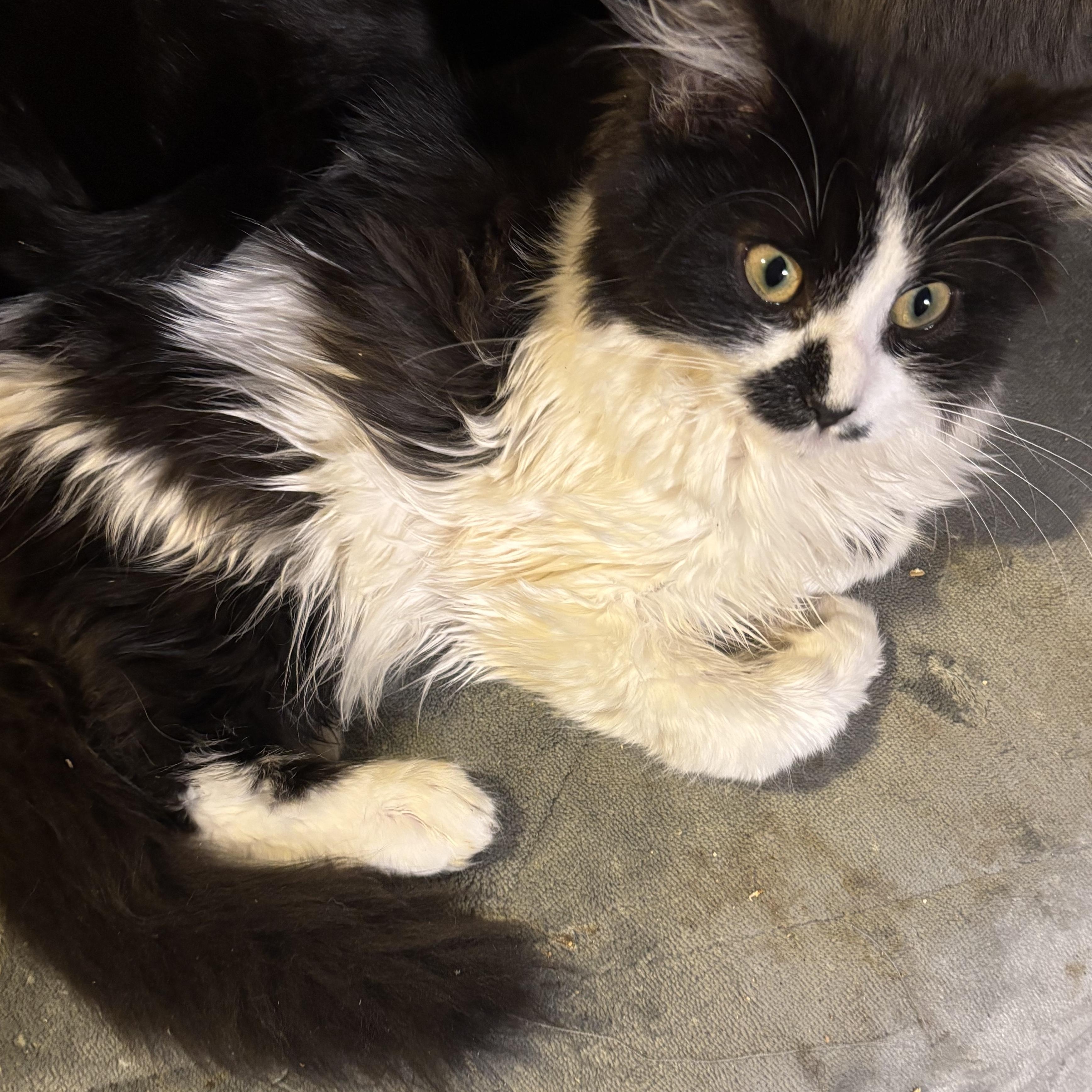 Enlarge Twinner, an adoptable mixed breed in Lancaster, CA image 2/5