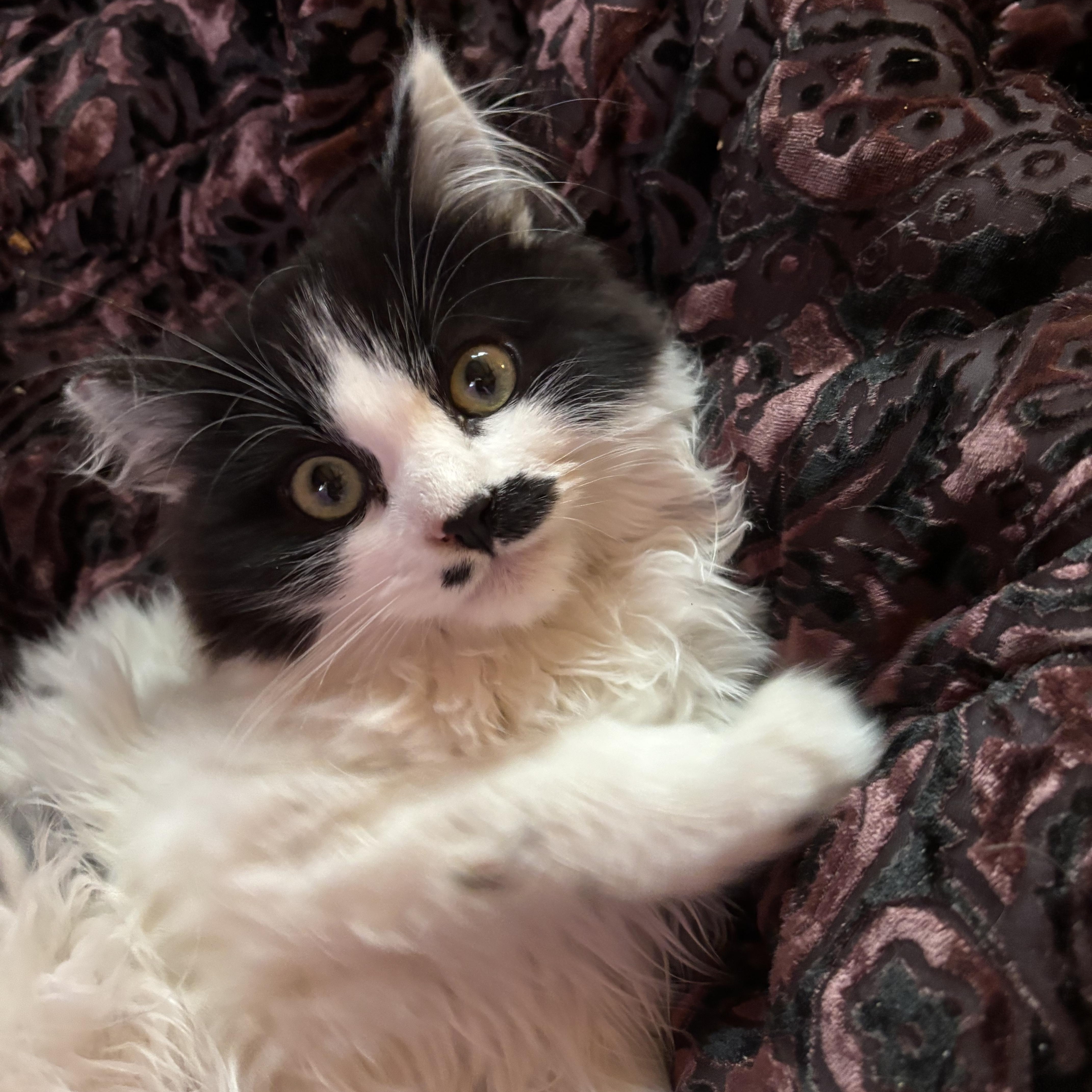 Enlarge Twinner, an adoptable mixed breed in Lancaster, CA image 4/5