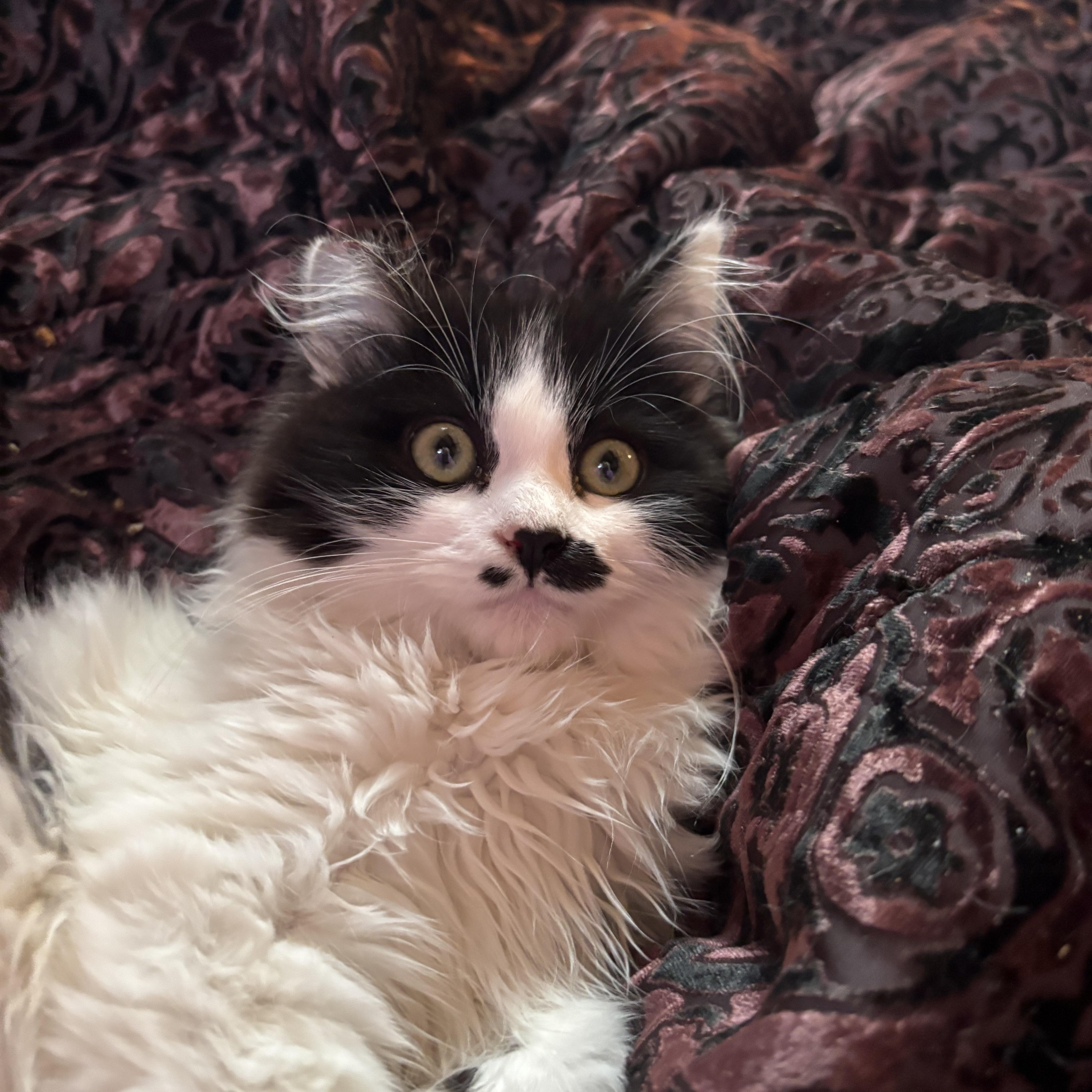 Enlarge Twinner, an adoptable mixed breed in Lancaster, CA image 5/5