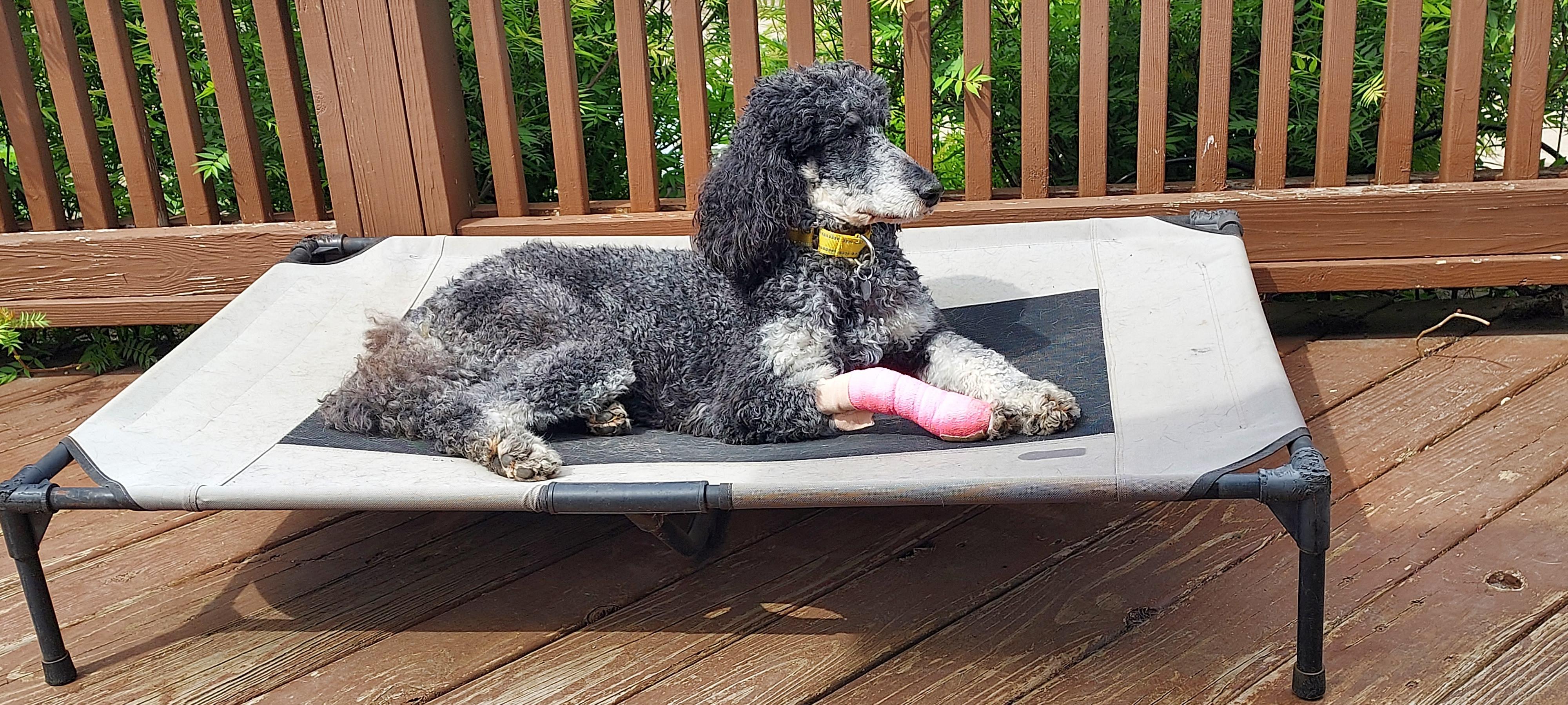 Enlarge Adele, a ADOPTABLE Standard Poodle in Huntley, IL image 3/5