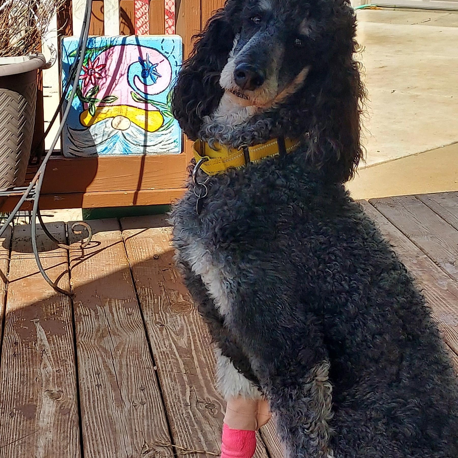 Enlarge Adele, a ADOPTABLE Standard Poodle in Huntley, IL image 2/5