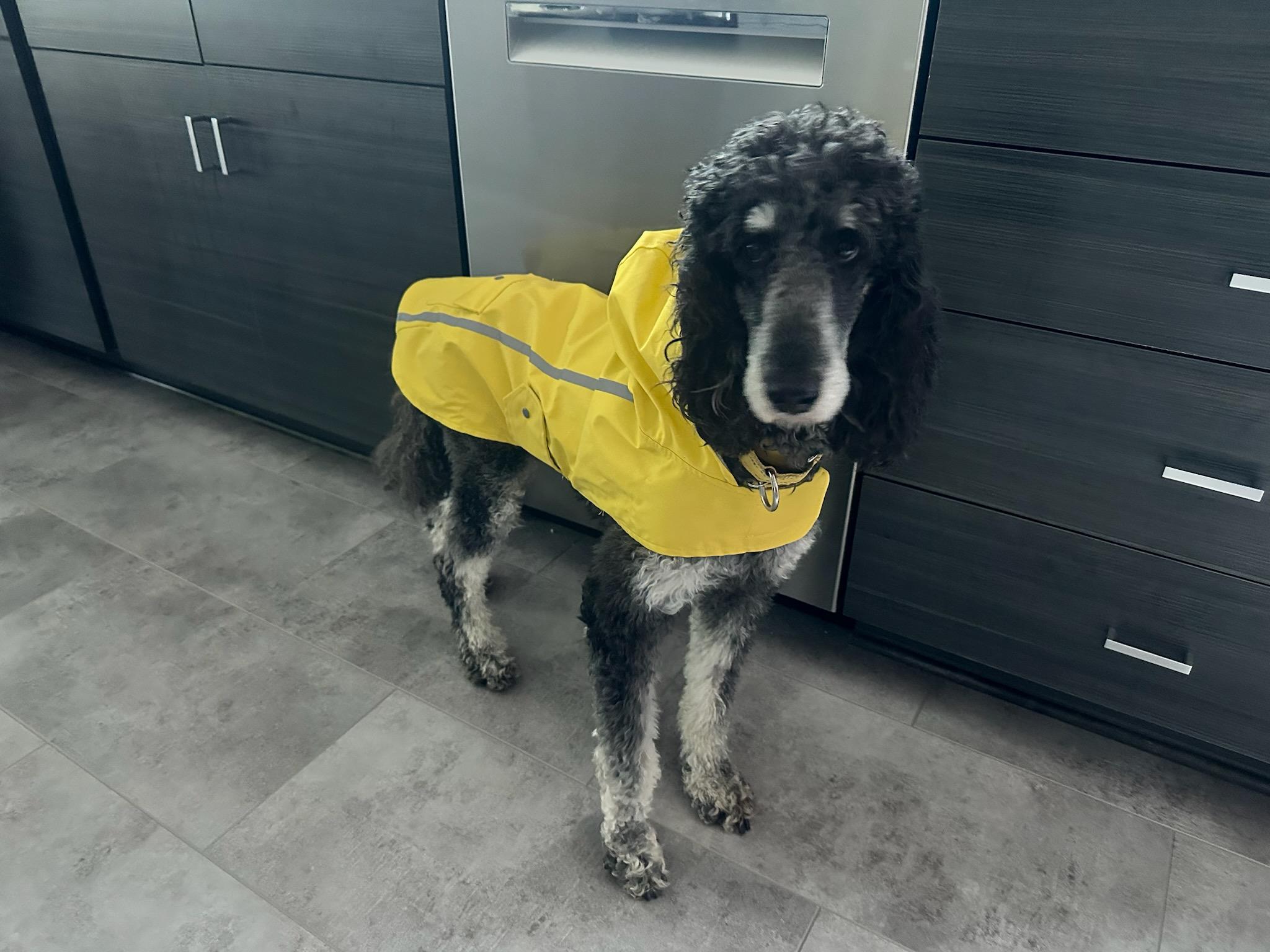 Enlarge Adele, a ADOPTABLE Standard Poodle in Huntley, IL image 5/5