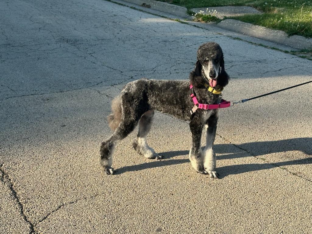 Adele, ADOPTABLE, Adult Female Standard Poodle.