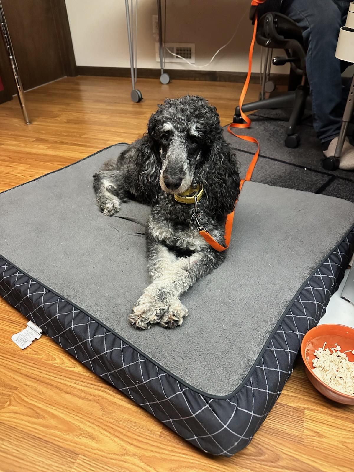 Enlarge Adele, a ADOPTABLE Standard Poodle in Huntley, IL image 4/5