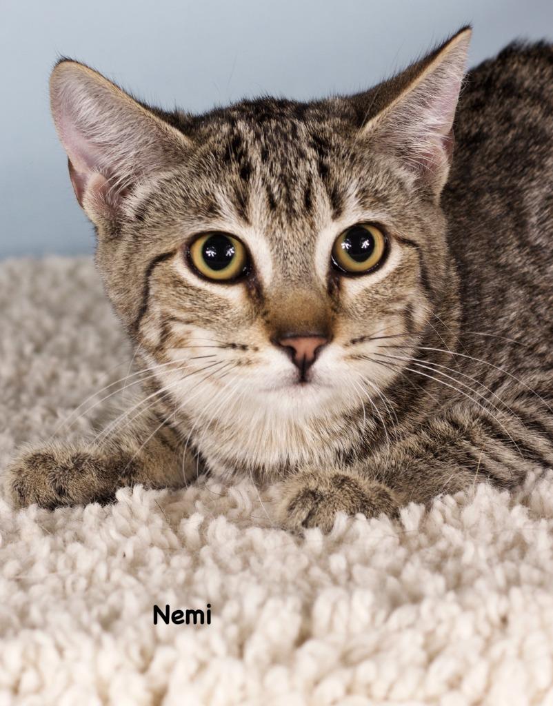 Enlarge Nemi, a Adoptable mixed breed in Gilbert, AZ image 1/1