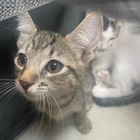 Haiku, Adoptable, Kitten Male Domestic Short Hair.
