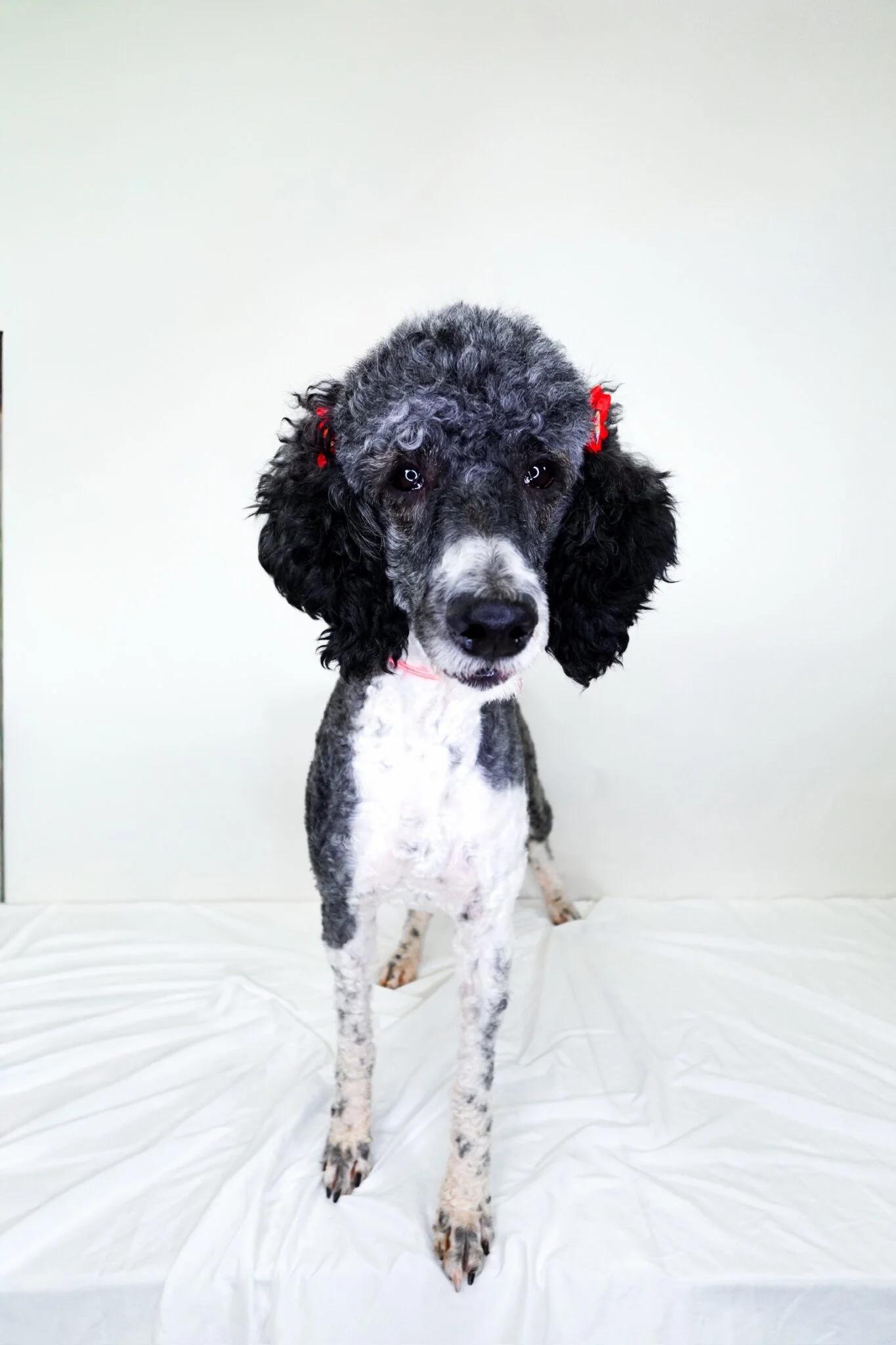 Enlarge Pepper, an adoptable Poodle in Bixby, OK image 5/6