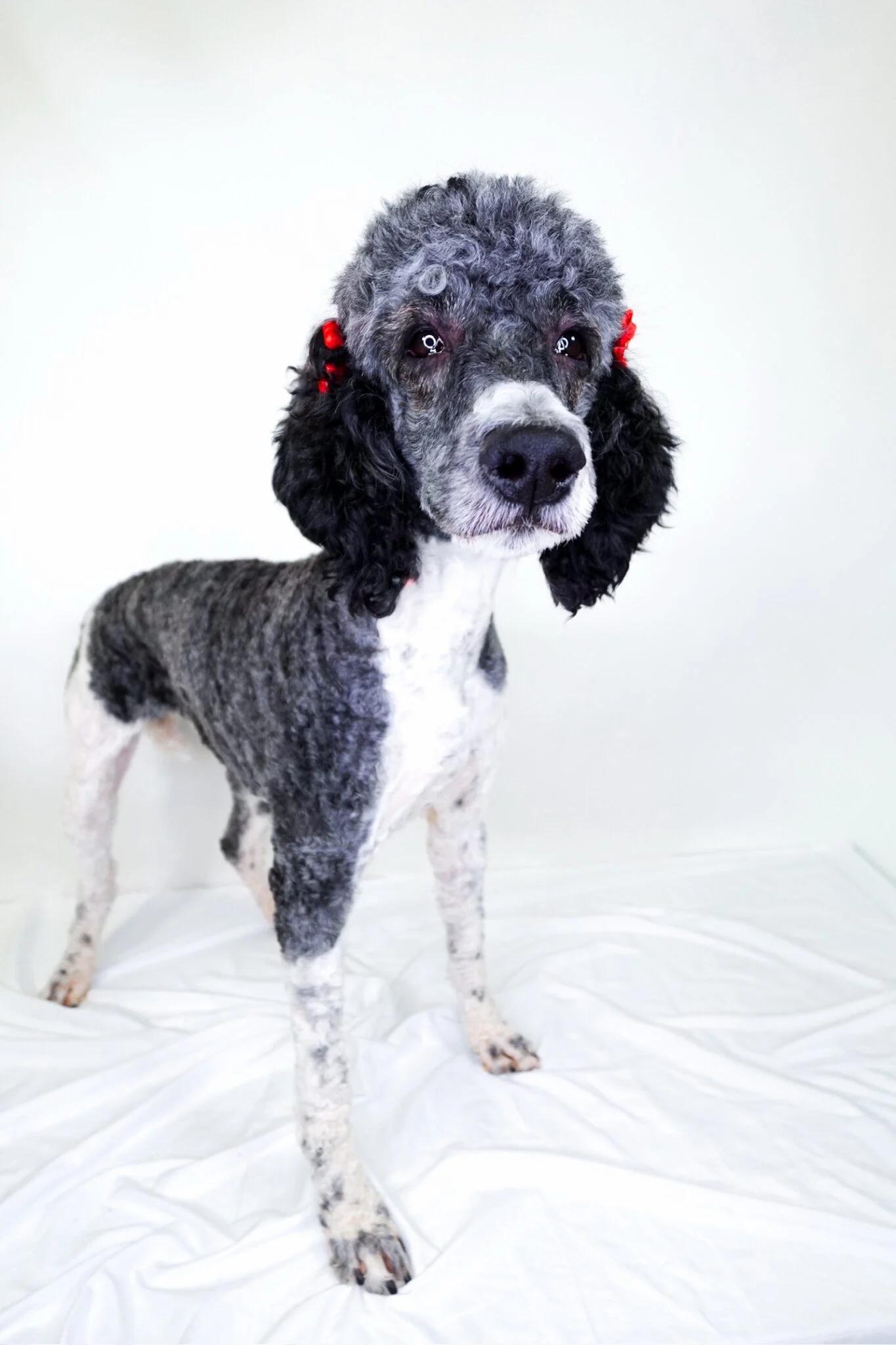 Pepper, adoptable, Adult Female Poodle.