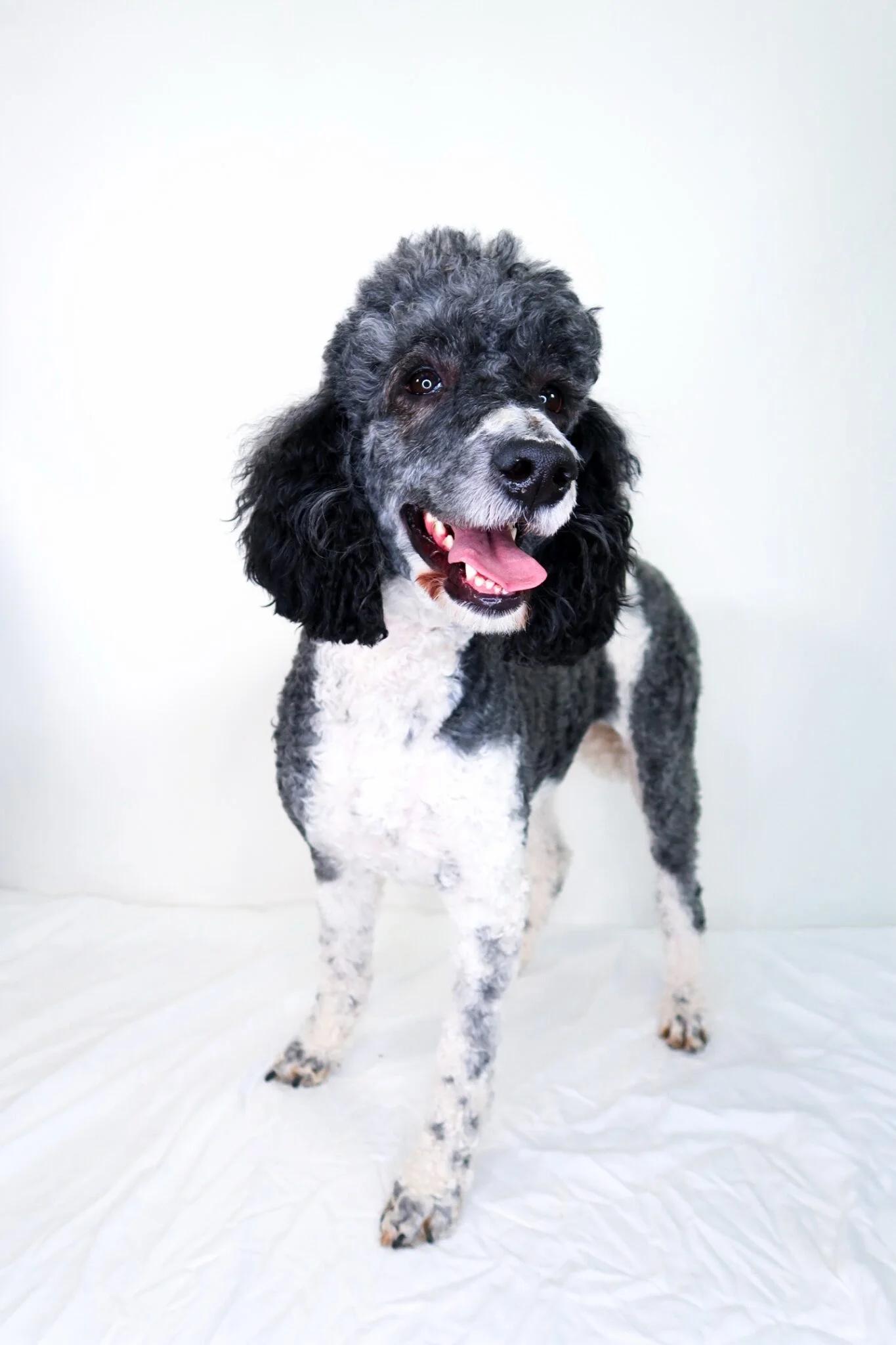 Enlarge Pepper, an adoptable Poodle in Bixby, OK image 4/6