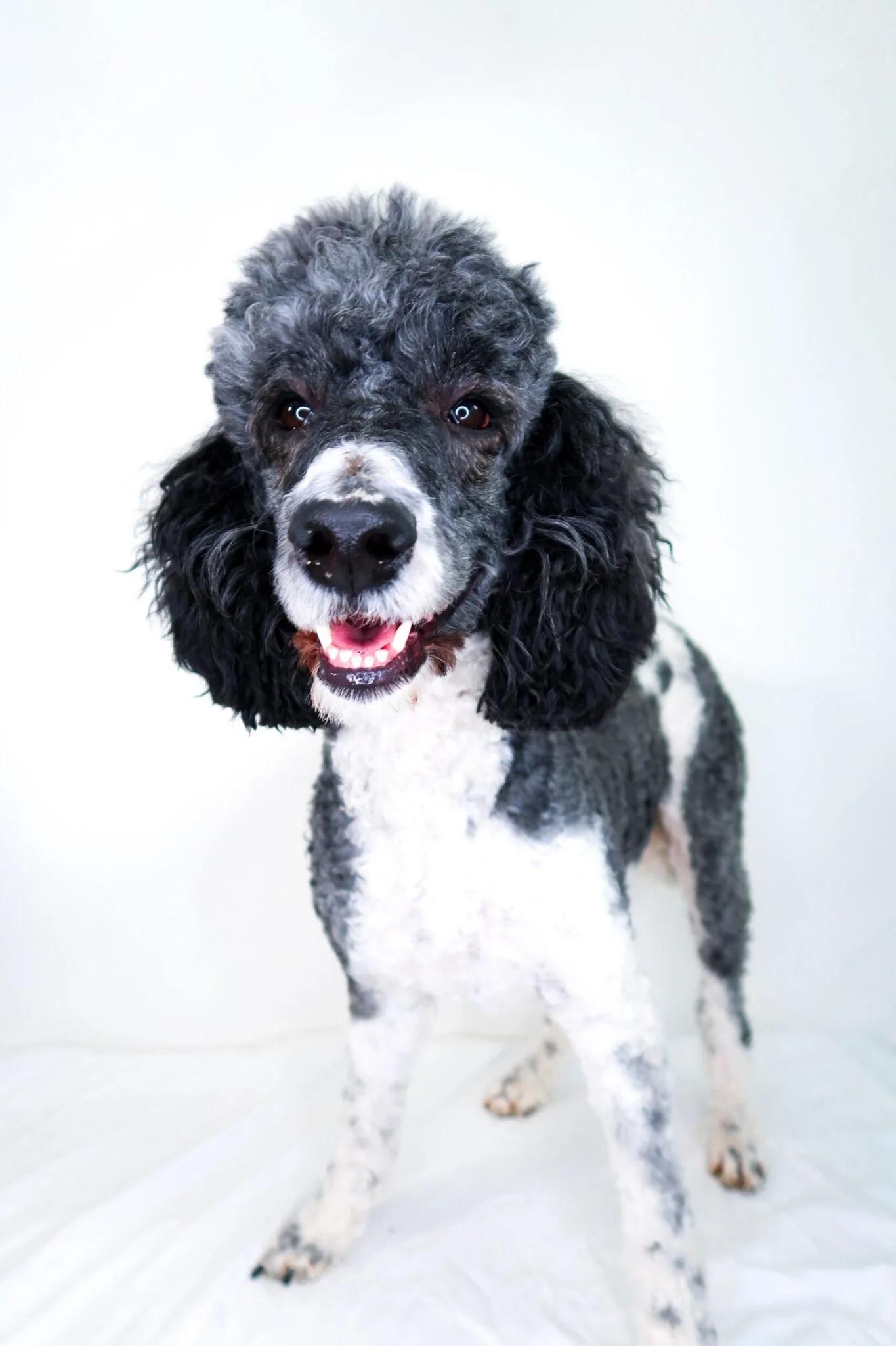 Enlarge Pepper, an adoptable Poodle in Bixby, OK image 6/6