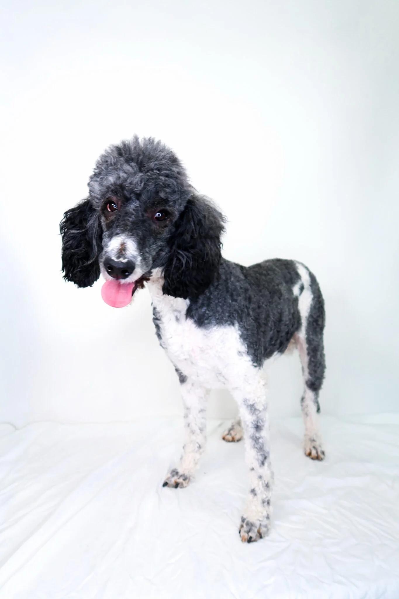 Enlarge Pepper, an adoptable Poodle in Bixby, OK image 3/6