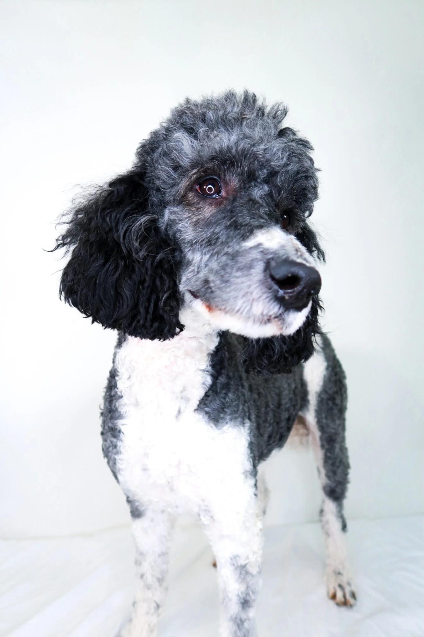 Enlarge Pepper, an adoptable Poodle in Bixby, OK image 2/6