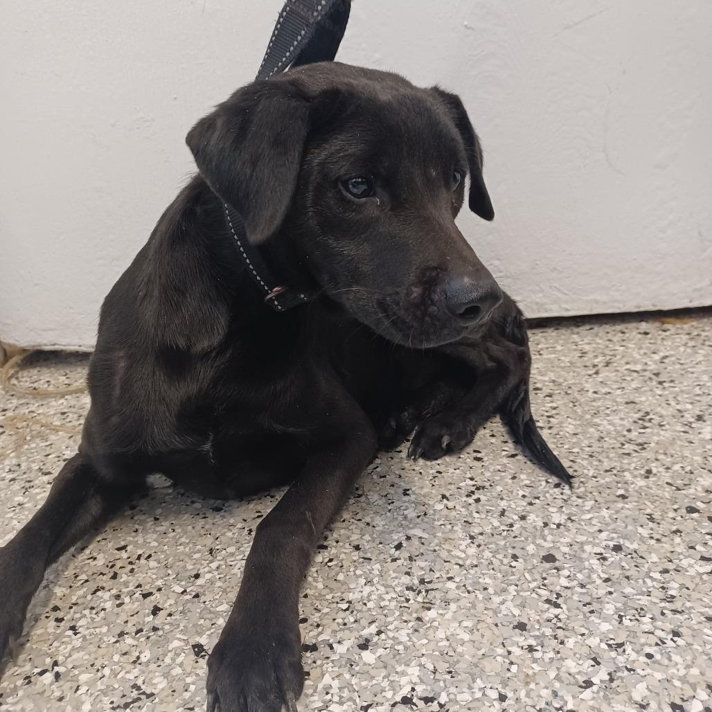 Enlarge Jordan, a Adoptable mixed breed in Hattiesburg, MS image 1/1