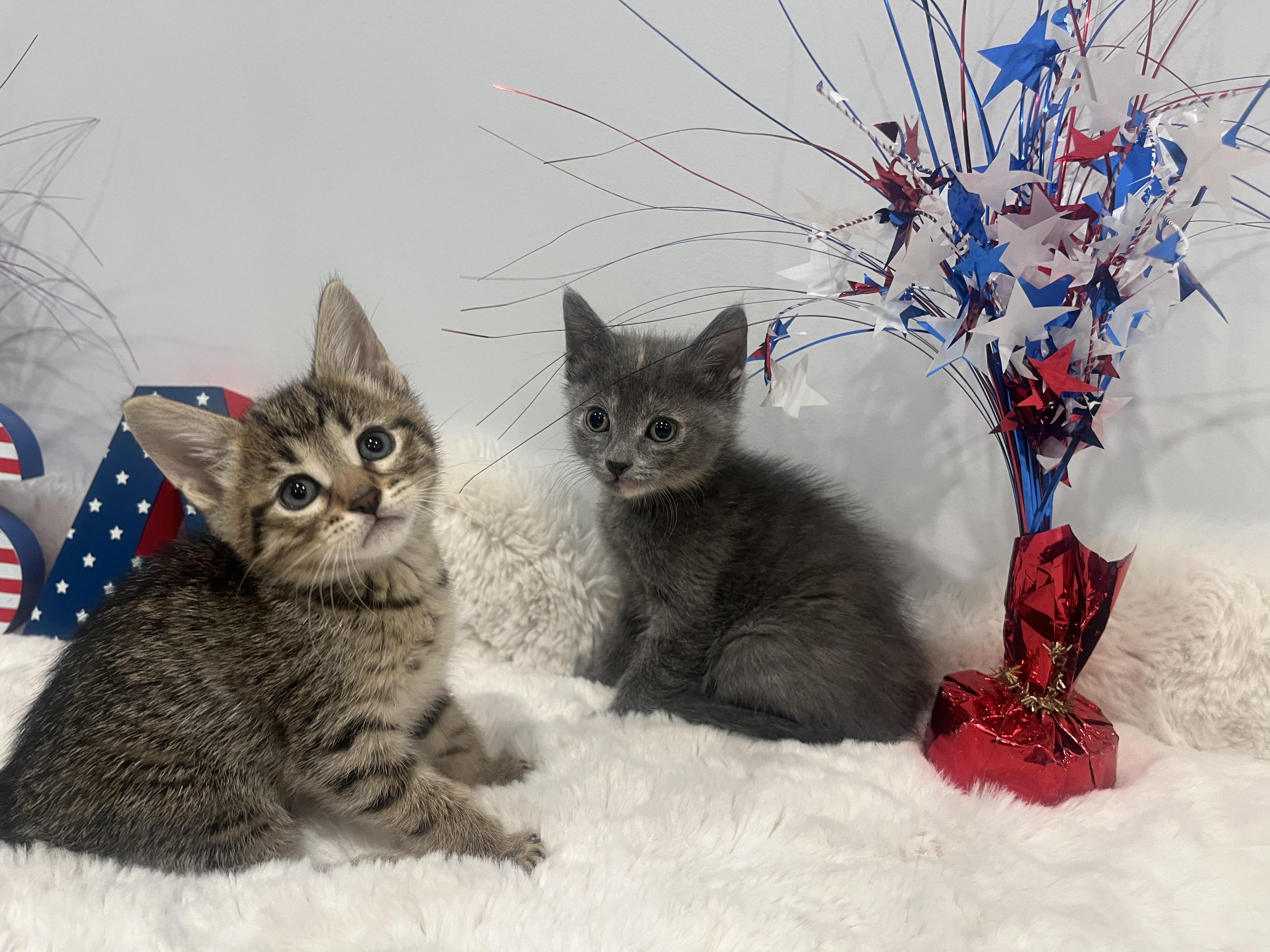 Kennedy, a ADOPTABLE Domestic Short Hair in Chicago, IL image 3/4