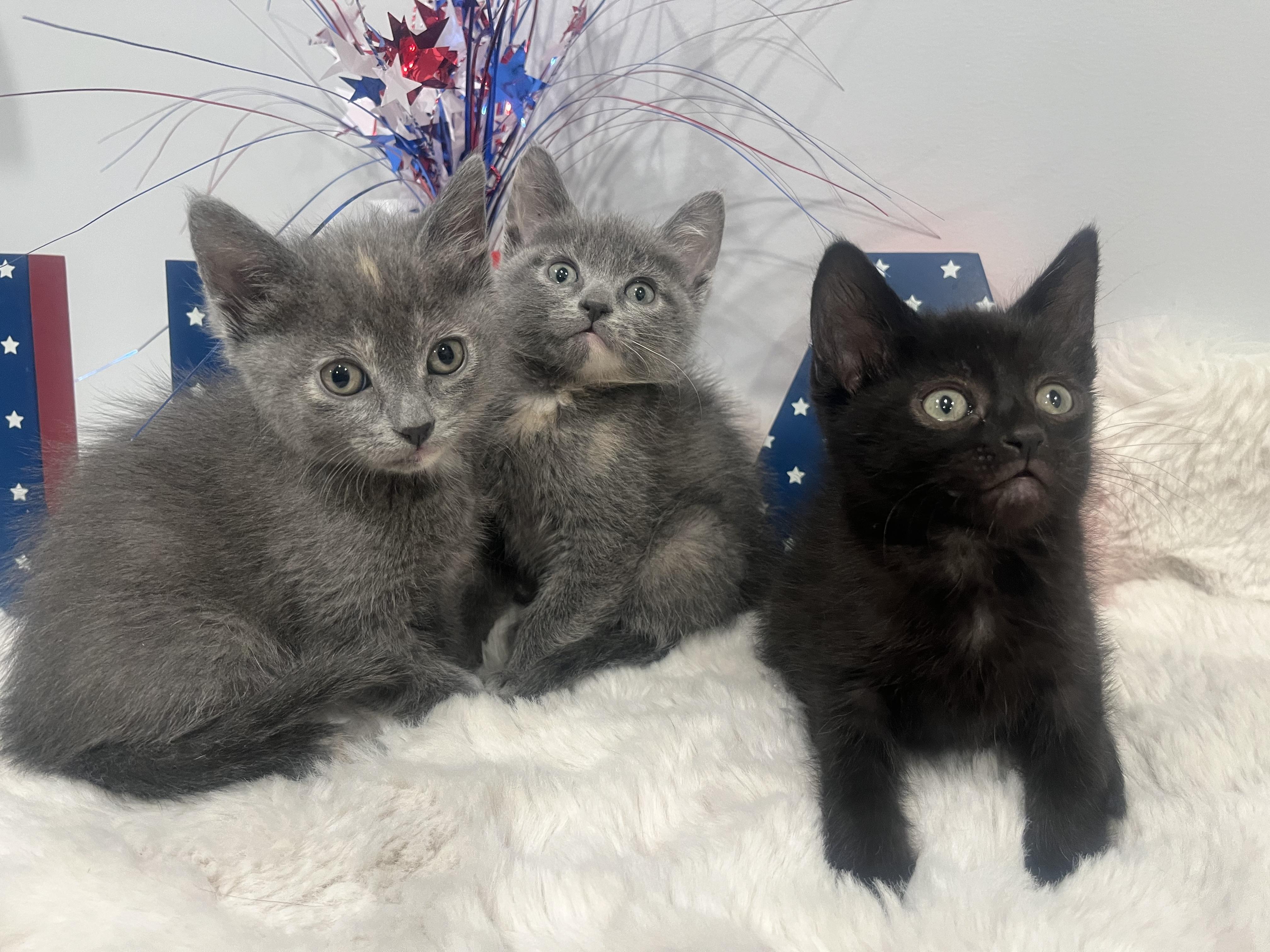 Kennedy, a ADOPTABLE Domestic Short Hair in Chicago, IL image 2/4