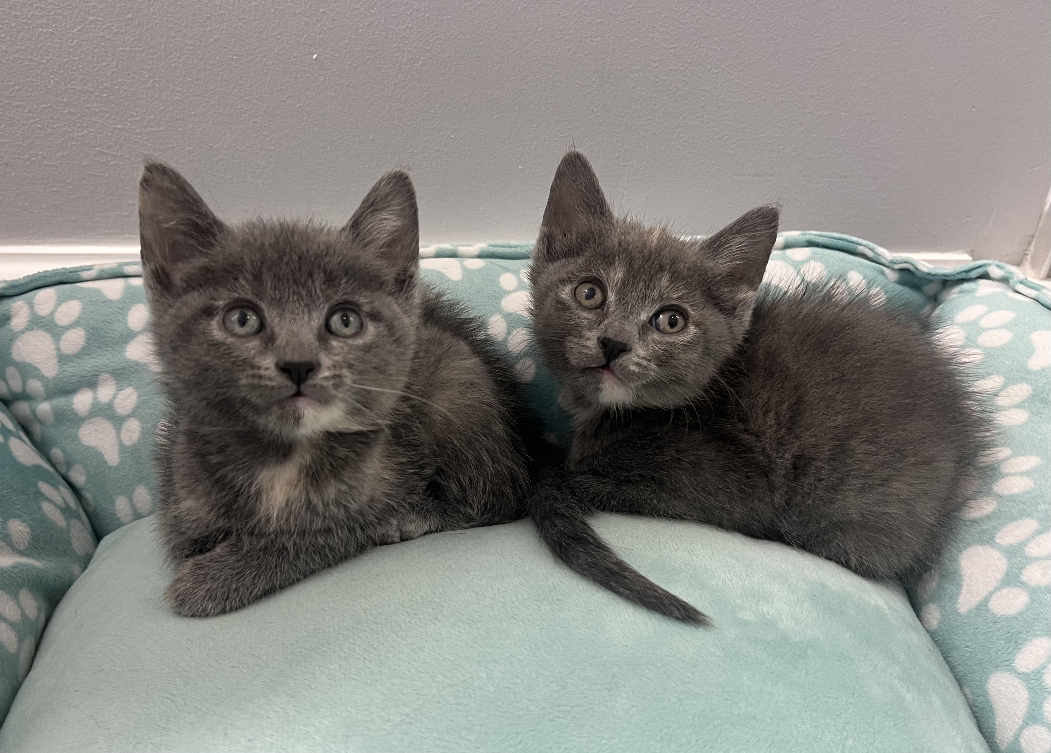 Kennedy, a ADOPTABLE Domestic Short Hair in Chicago, IL image 1/4