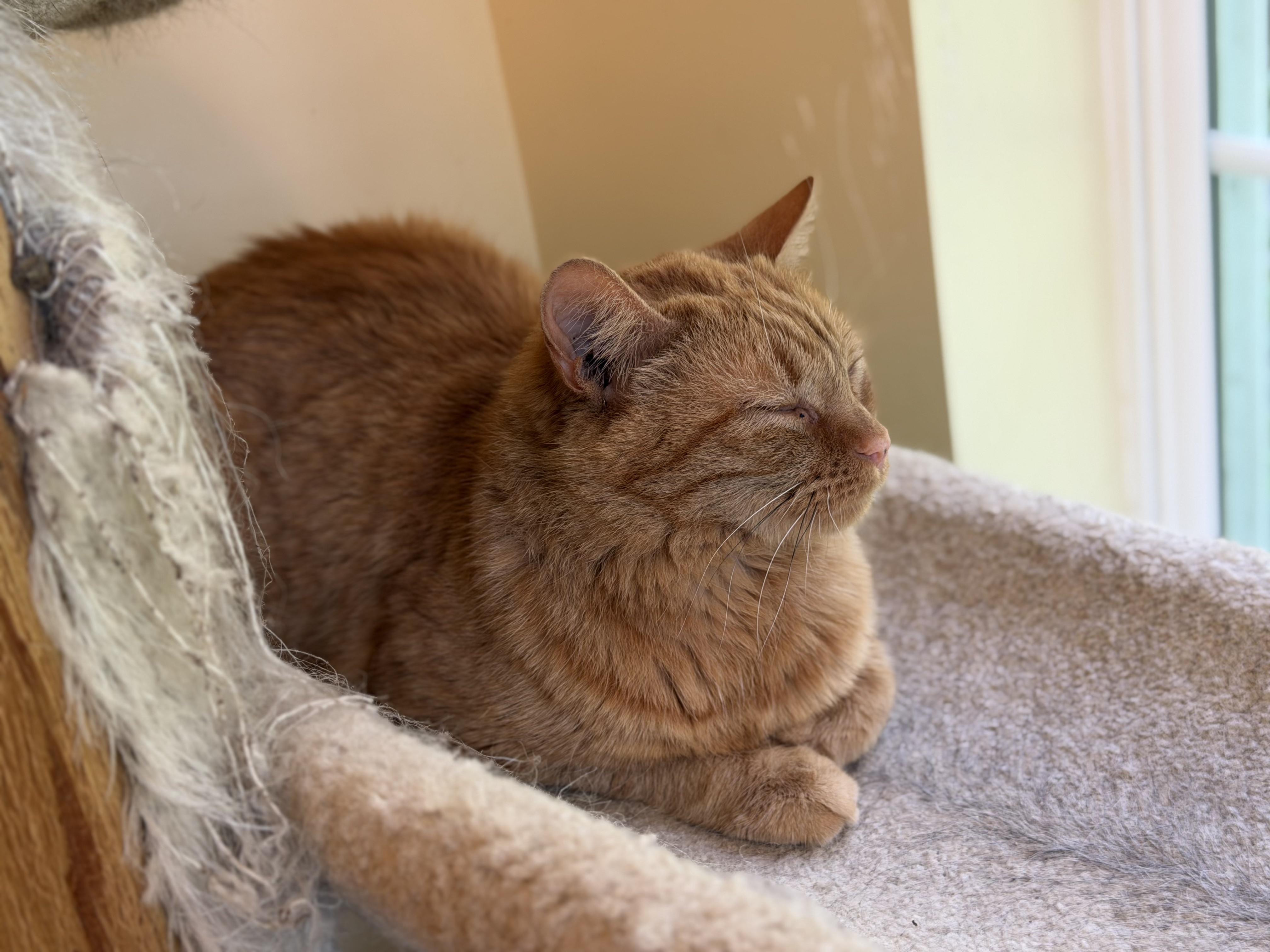 Enlarge Roman, a ADOPTABLE Domestic Short Hair in Plain City, OH image 4/6