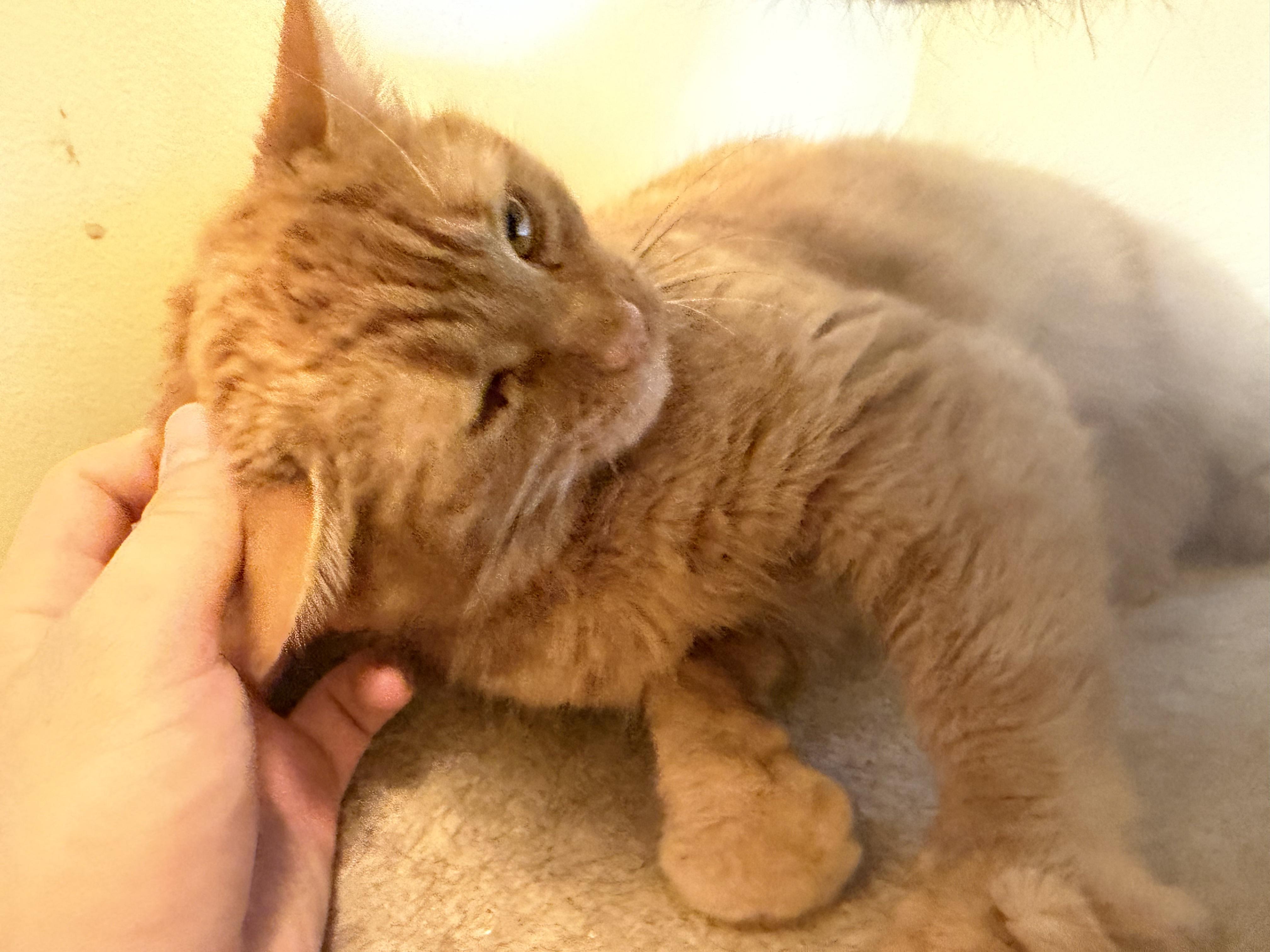 Enlarge Roman, a ADOPTABLE Domestic Short Hair in Plain City, OH image 1/6