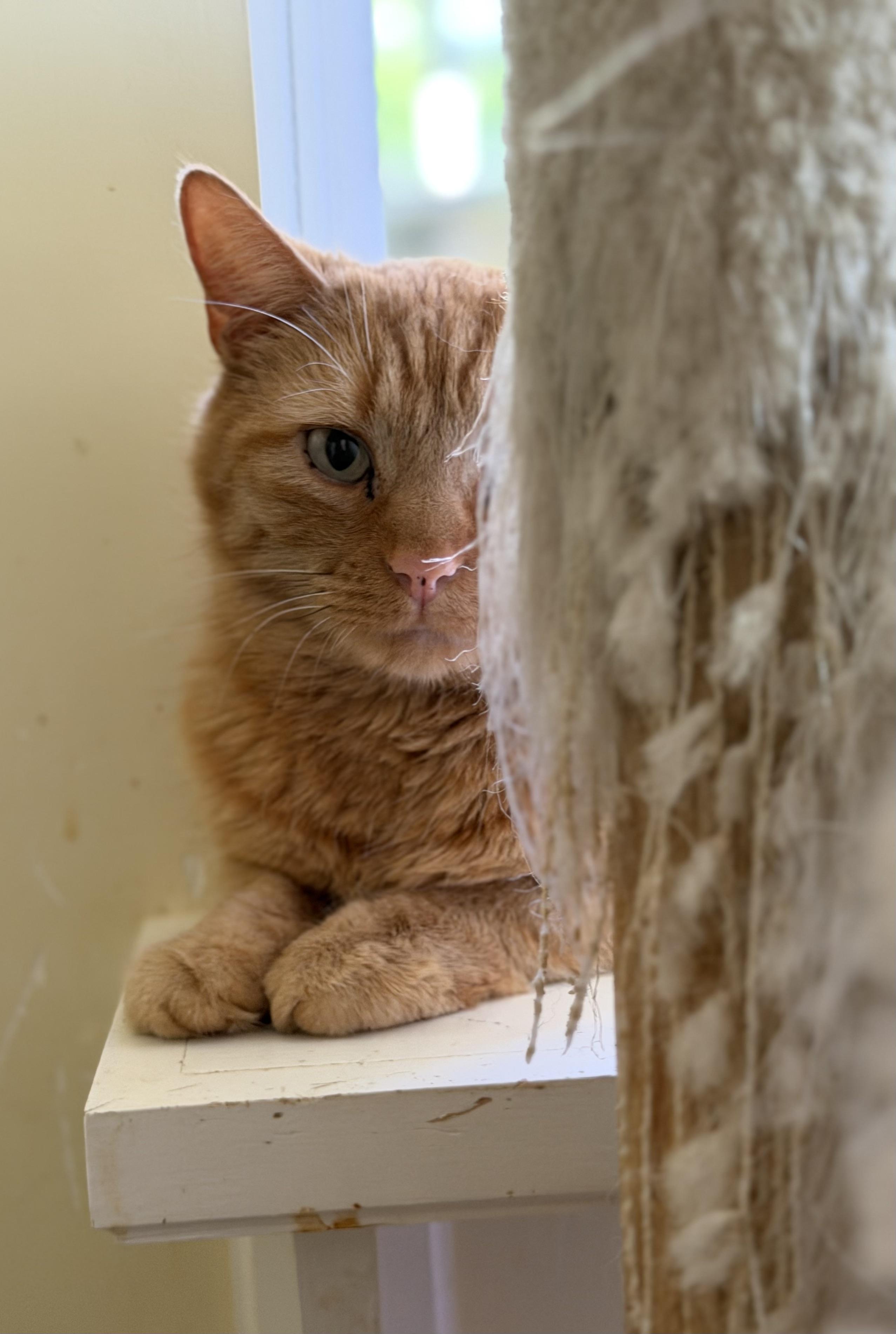 Enlarge Roman, a ADOPTABLE Domestic Short Hair in Plain City, OH image 2/6
