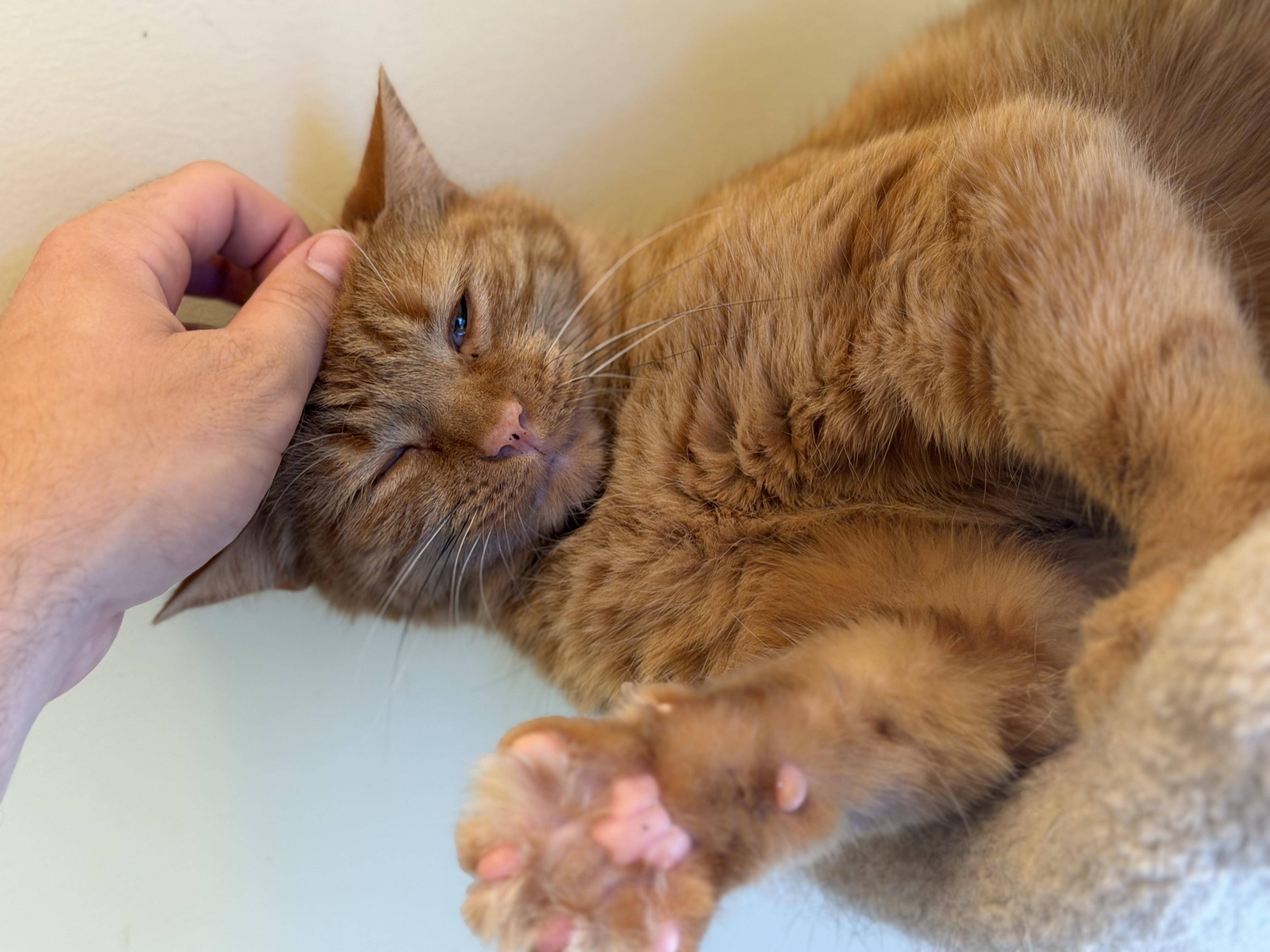 Enlarge Roman, a ADOPTABLE Domestic Short Hair in Plain City, OH image 6/6