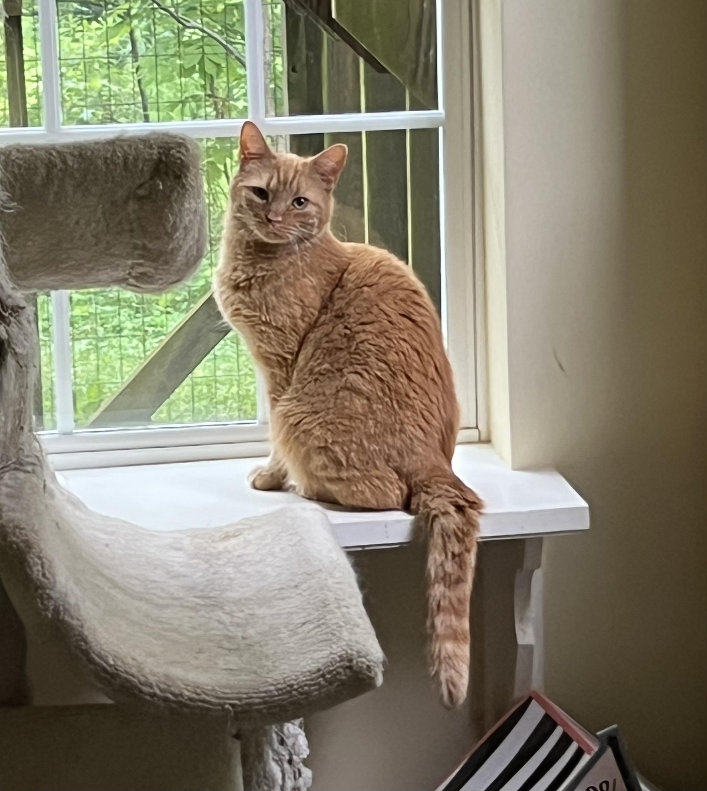 Enlarge Roman, a ADOPTABLE Domestic Short Hair in Plain City, OH image 3/6