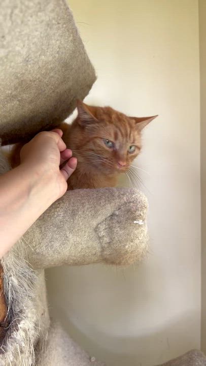 Enlarge Roman, a ADOPTABLE Domestic Short Hair in Plain City, OH video 5/6