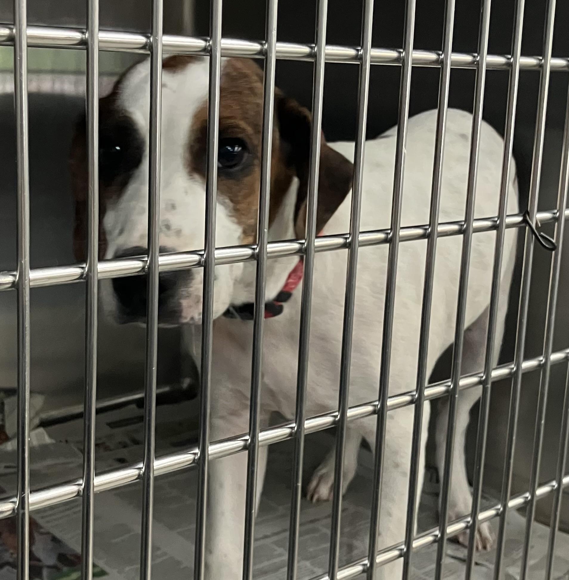 Ma, Adoptable, Puppy Female Beagle.