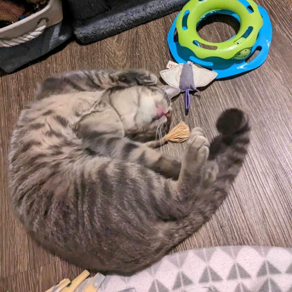 Luka, Adoptable, Adult Male Domestic Short Hair.