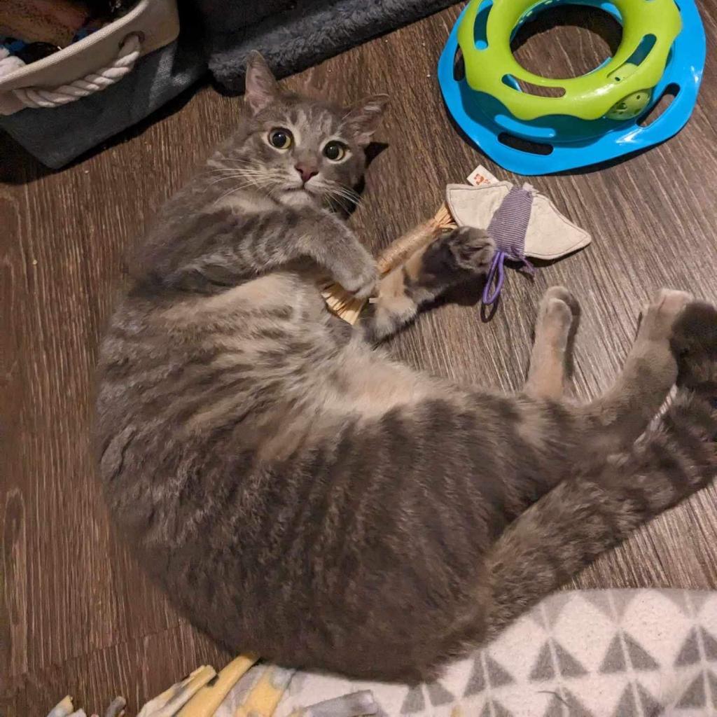 Luka, a Adoptable Domestic Short Hair in Phoenix, AZ image 4/6