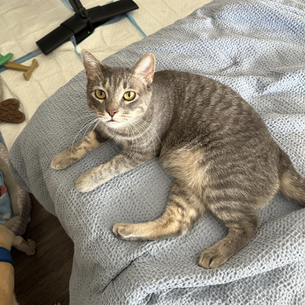 Luka, a Adoptable Domestic Short Hair in Phoenix, AZ image 5/6