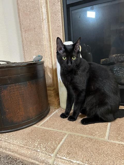 Enlarge Max, a Adoptable mixed breed in Parker, TX image 1/4