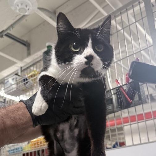 Diva (LisaFrank), Adoptable, Adult Female Domestic Short Hair.