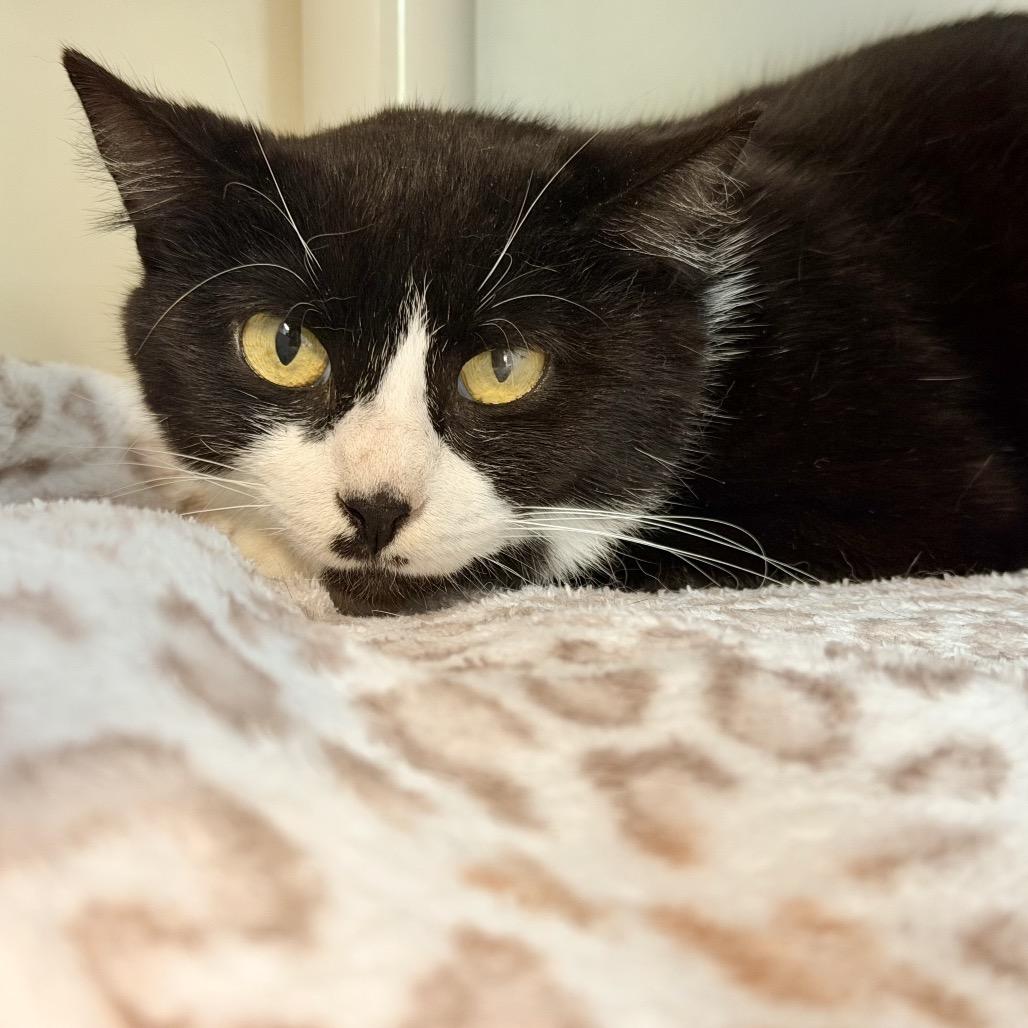 Enlarge Diva (LisaFrank), a Adoptable Domestic Short Hair in New Fairfield, CT image 2/6