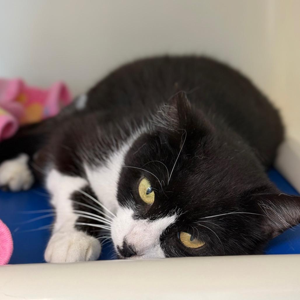 Enlarge Diva (LisaFrank), a Adoptable Domestic Short Hair in New Fairfield, CT image 3/6