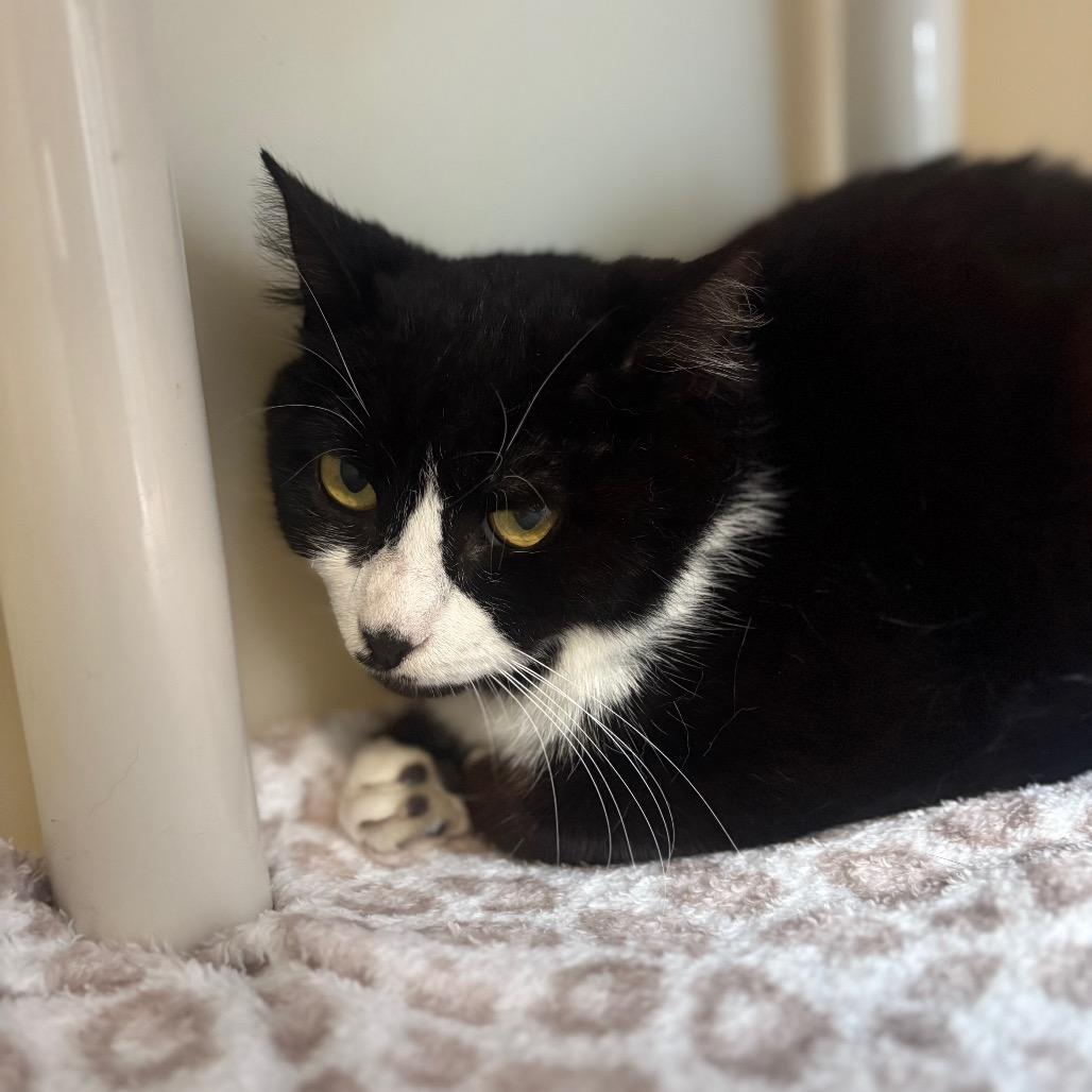Enlarge Diva (LisaFrank), a Adoptable Domestic Short Hair in New Fairfield, CT image 4/6
