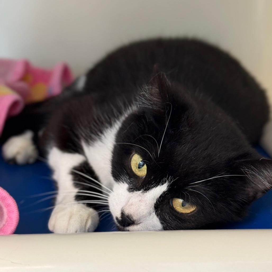 Enlarge Diva (LisaFrank), a Adoptable Domestic Short Hair in New Fairfield, CT image 5/6