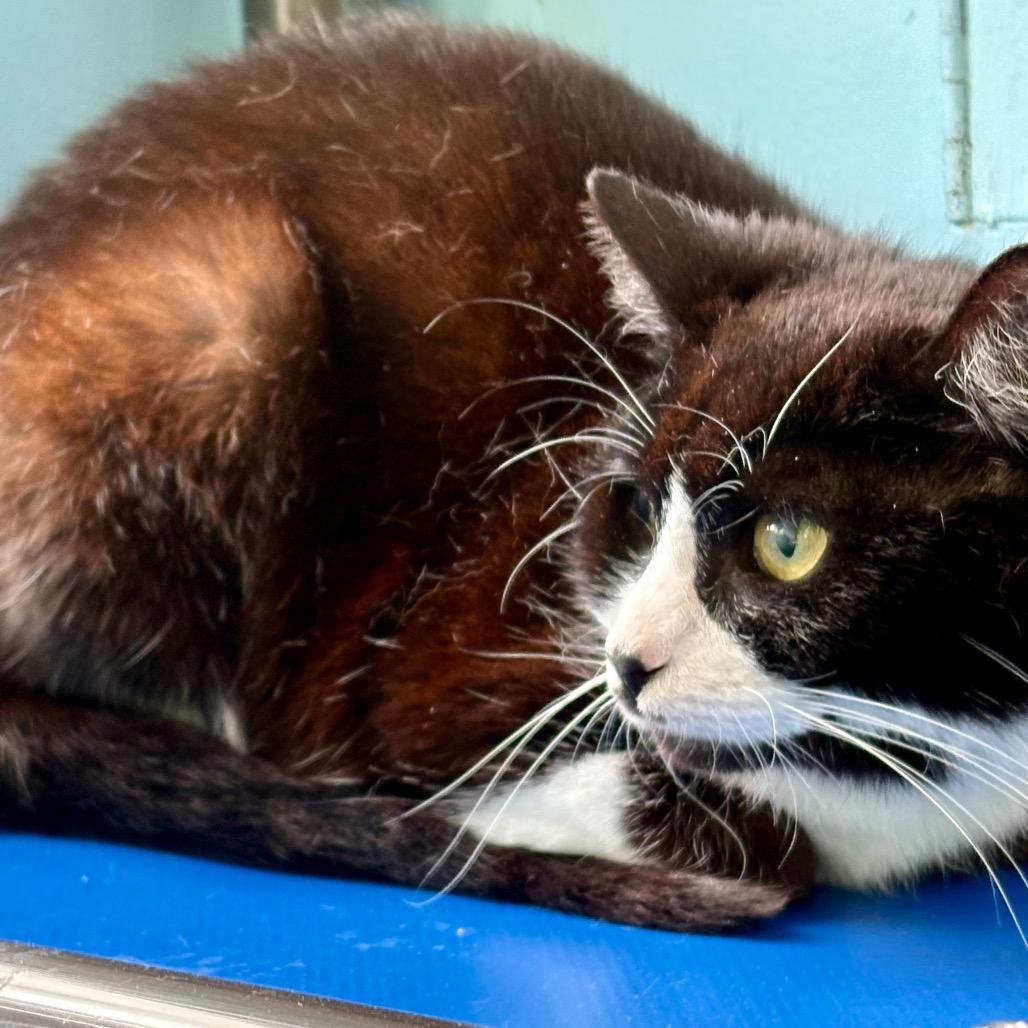 Enlarge Diva (LisaFrank), a Adoptable Domestic Short Hair in New Fairfield, CT image 6/6