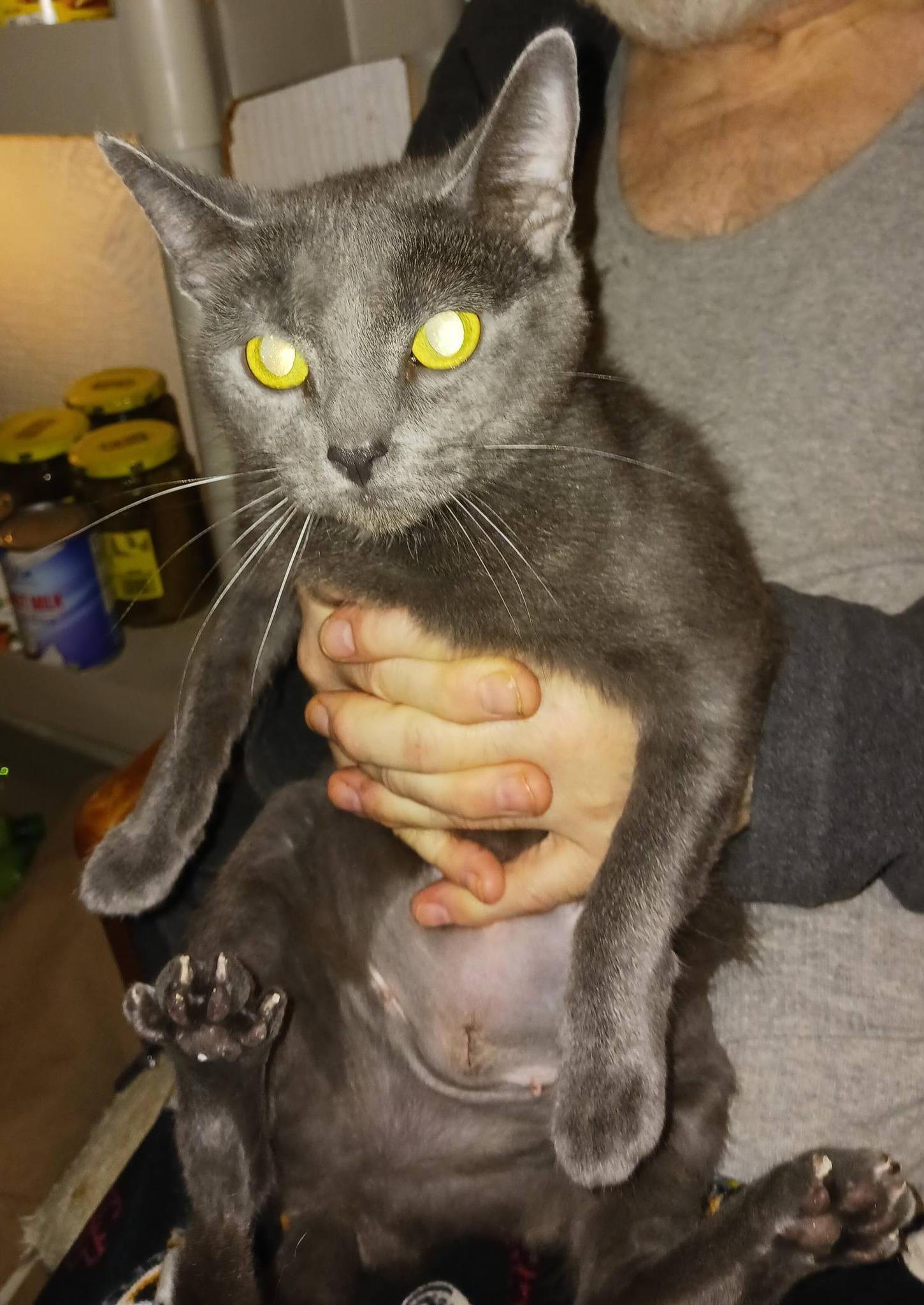 Victoria, ADOPTABLE, Adult Female Domestic Short Hair.