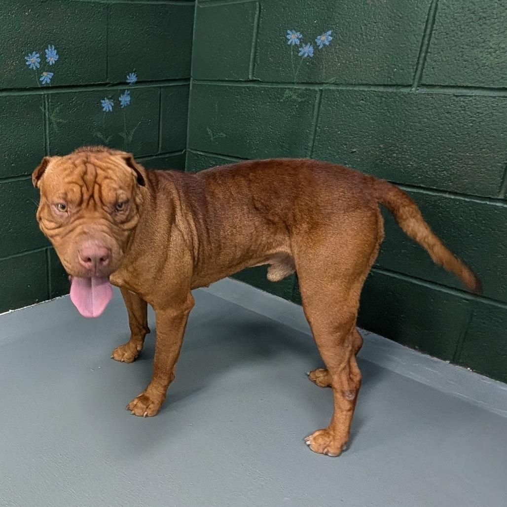 Sam, a Adoptable mixed breed in Walnut Cove, NC image 1/6