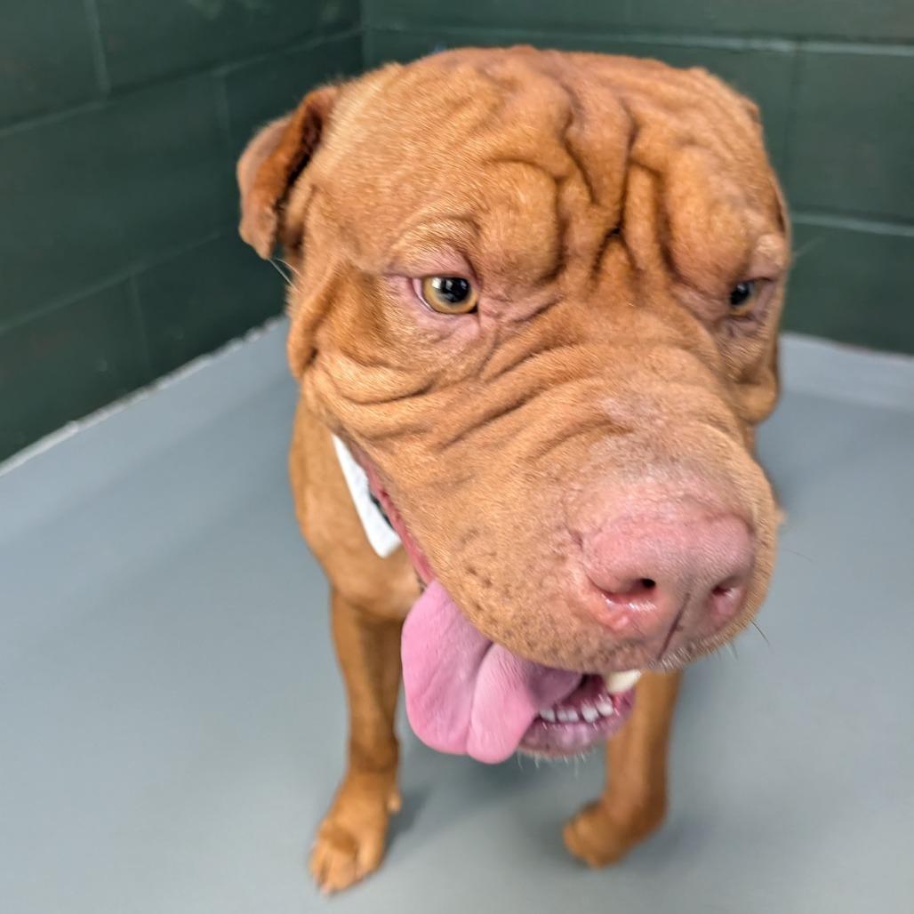 Sam, a Adoptable mixed breed in Walnut Cove, NC image 2/6