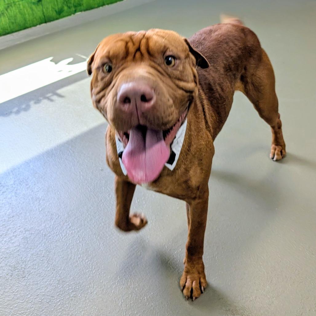 Sam, a Adoptable mixed breed in Walnut Cove, NC image 3/6